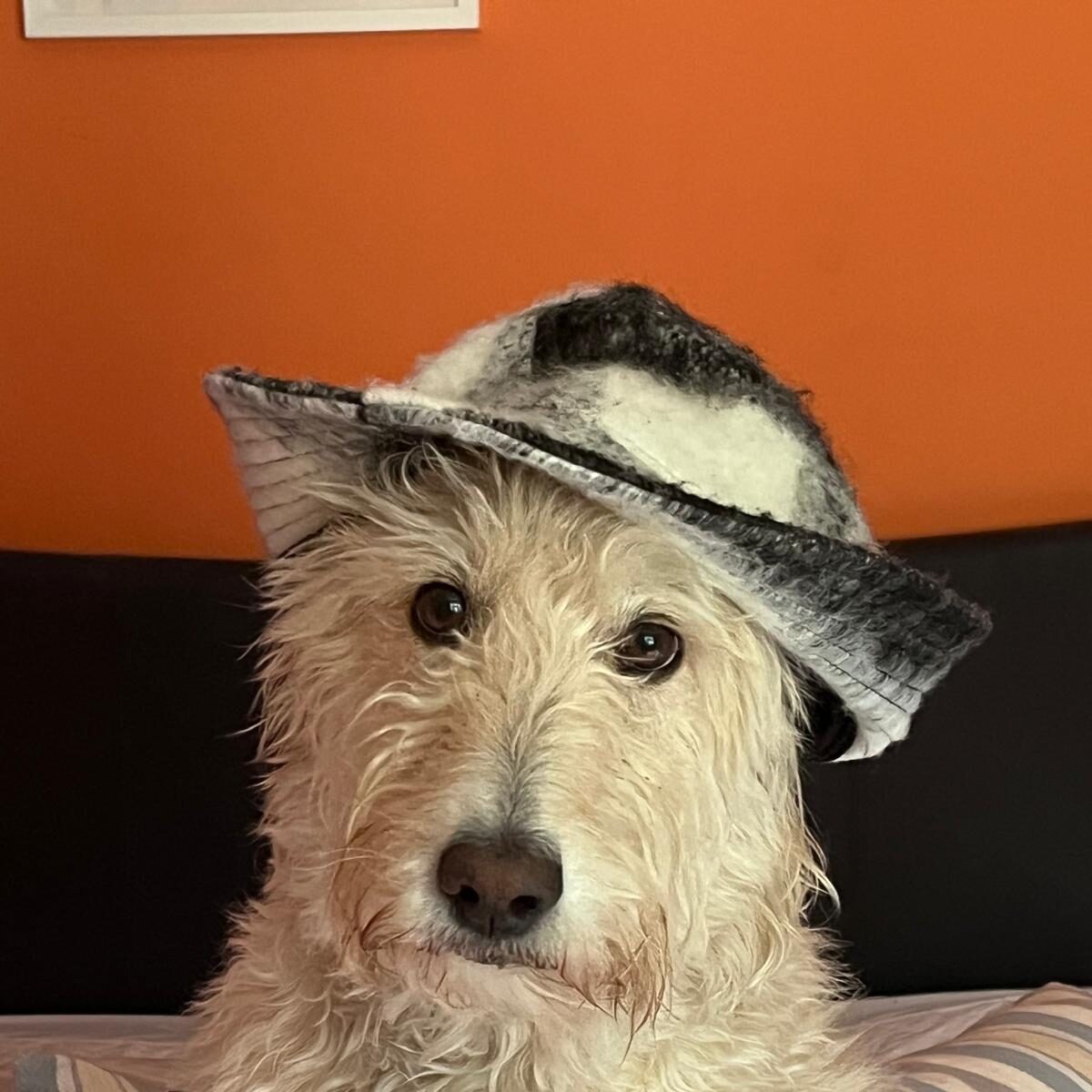 Poppy 